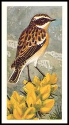 11 Whinchat